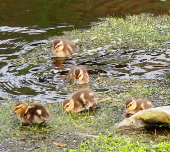 [Five ducklings each going a different direction in the shallow water.]